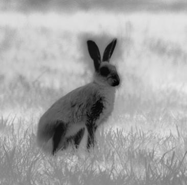 Thermal_image_of_hare_S.jpg